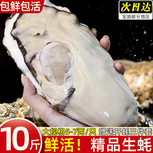 生蚝鲜活大号超肥海蛎子