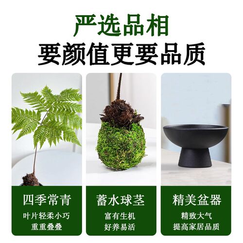 红磷蕨苔藓球水培一叶蕨植物盆栽室F内观叶净化空气吸甲醛造型盆