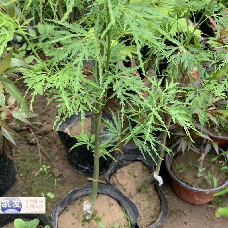 红枫青龙羽毛红枫红枫q小苗彩叶枫彩叶苗绿化庭院耐寒植物盆栽实