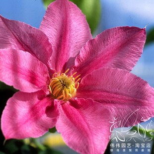 伟伟园艺 大道铁线莲 阿比林 矮生E紧凑多花盆栽攀援植物阳台庭院