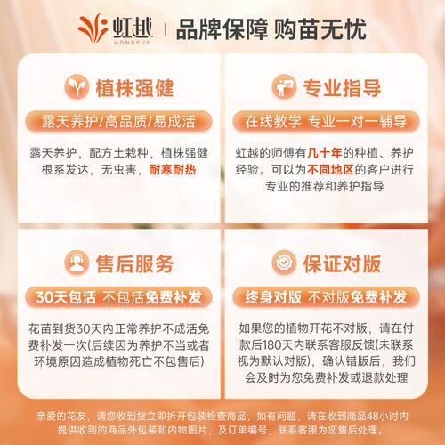 藤冰山月季花苗小苗盆栽爬墙藤y本月季耐寒勤花优秀抗病性阳台月
