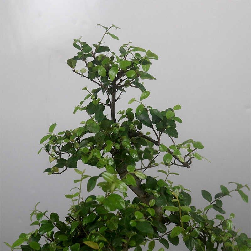 小叶雀梅盆景造j型老桩绿植室内客厅办公室桌面植物茶几小盆栽摆,鲜花速递/花卉仿真/绿植园艺,造型盆景,淘宝优惠券,粉丝福利购,淘宝优惠卷