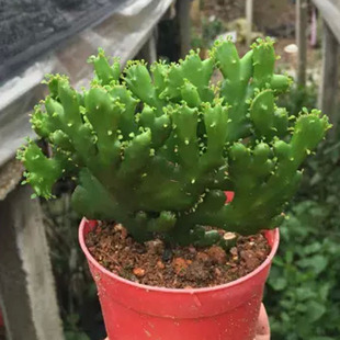 多肉植物 盆栽绿植 办公室盆景 珊瑚L缀化光棍树多肉植物包邮