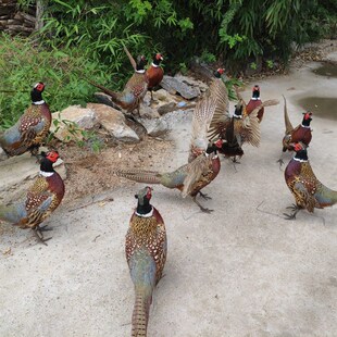 标本 山鸡标本 雉鸡标本 模型教学道具家装M摆件真羽毛 七彩鸡标