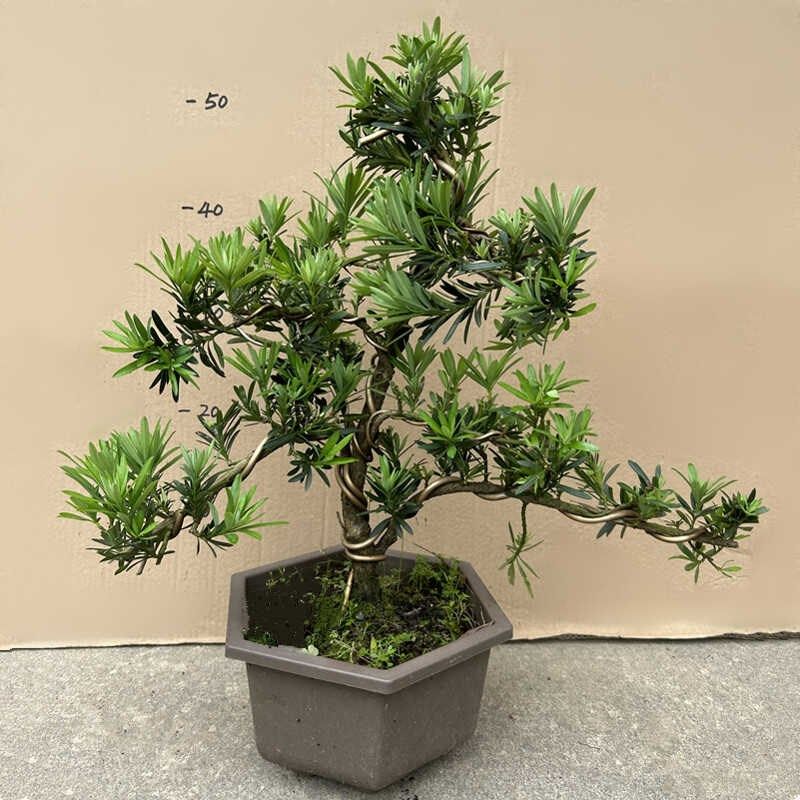 一物一拍造型罗汉l松盆景树桩盆栽植物四季常青绿植室外阳台迎客,鲜花速递/花卉仿真/绿植园艺,造型盆景,淘宝优惠券,粉丝福利购,淘宝优惠卷