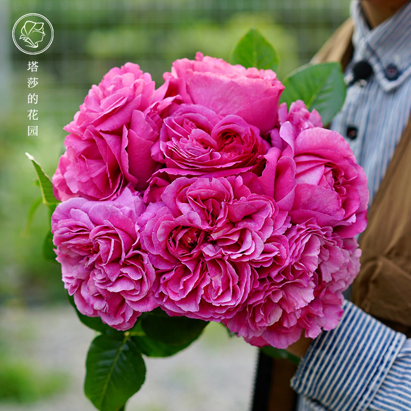 塔莎的花a园 月季1加仑丰勤花藤本灌木玫瑰盆栽真宙果汁开花多年