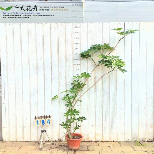 鸭脚木盆栽老桩造型n客厅绿植落地轻奢真花鸭掌木室内大型植物