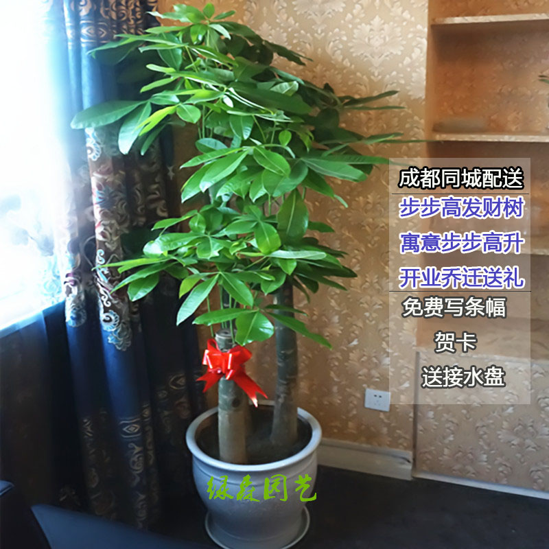 成都配送室内f客厅办公室大型发财树植物盆栽盆景乔迁开业送礼绿