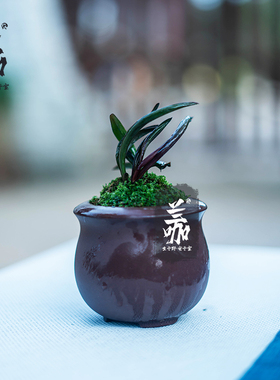 珍袖名贵迷你矮种建兰红草行龙奇B叶四季兰花名贵送礼植物精品盆