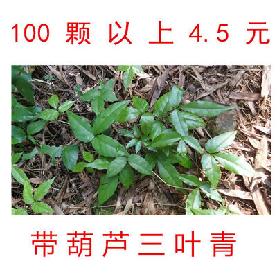三叶青种植苗 金线吊葫芦盆栽办公室绿植花卉P蛇附子发烧退热包邮