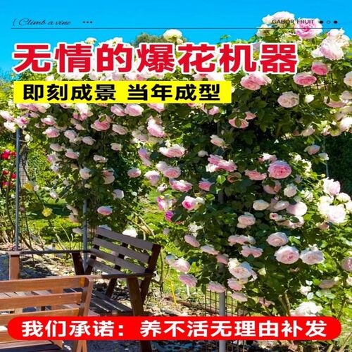 爬藤龙沙宝石月季特m大母本花苗蔷薇室外爬墙庭院阳台藤本大苗盆
