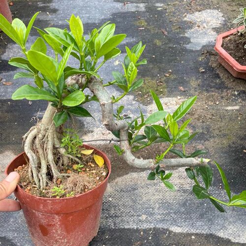 提根小叶四季栀子k花盆景牡丹栀子花盆栽小叶雀舌栀子花老桩浓香