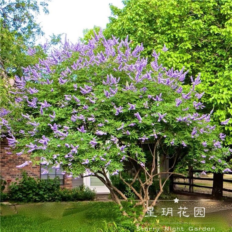 多年生耐寒耐热灌木花卉穗花牡荆花苗树状薰衣草别墅W庭院花境植图片