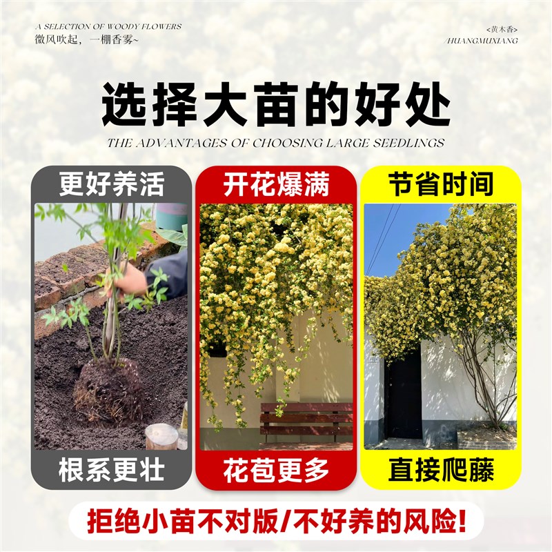 现货速发重瓣黄木香爬藤老桩大苗四季开花台花卉庭院植物好养红白