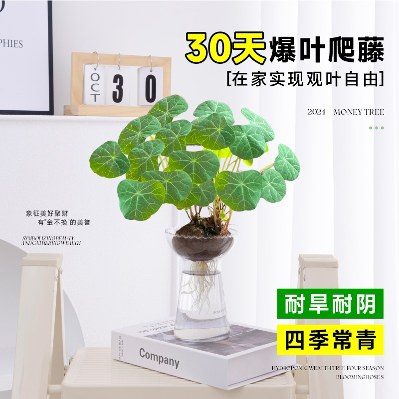 速发水培植物山乌龟金不公盆栽红藤圆叶换办室内桌面爬藤绿植四季