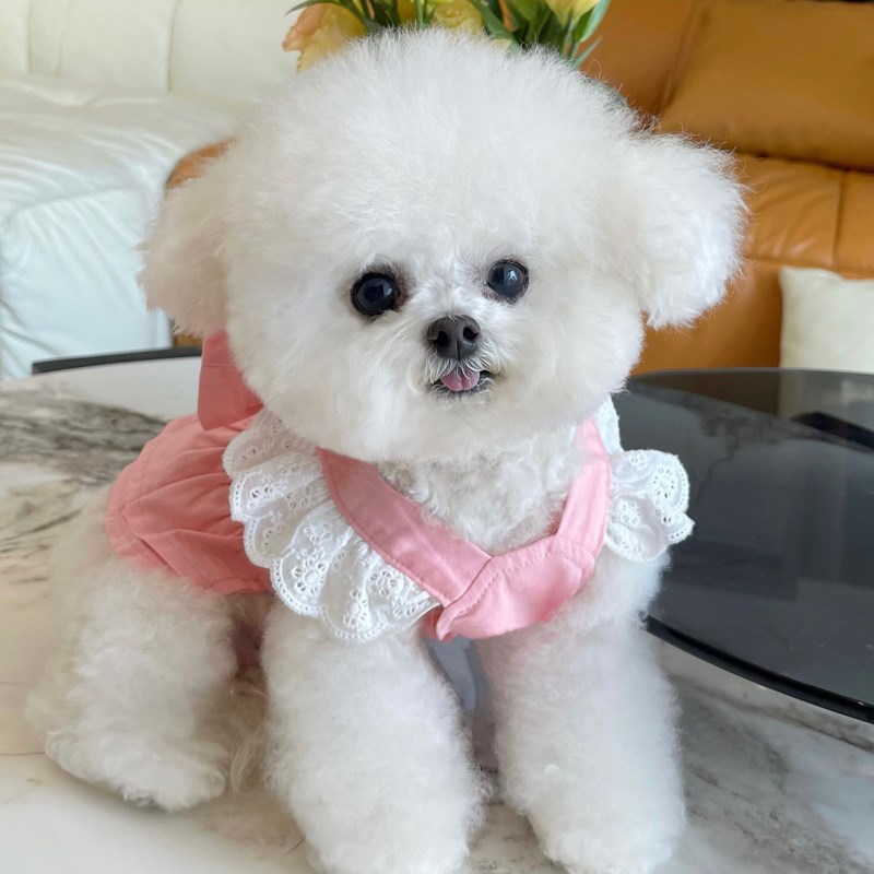 速发衣服春款蕾丝飞袖裙子开衫猫迪比熊泰薄咪款牵引吊带