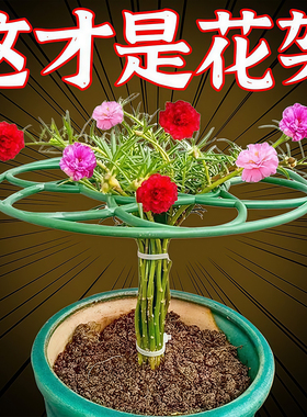 太阳花架棒棒糖造型架防倒伏花架子多层蟹爪兰支撑杆植物爬藤固定