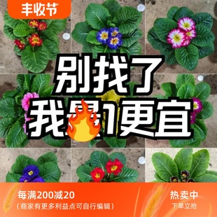 进口玫瑰报春花重瓣花苗带花苞四季 室外喜阳耐寒花 开花盆栽冬季