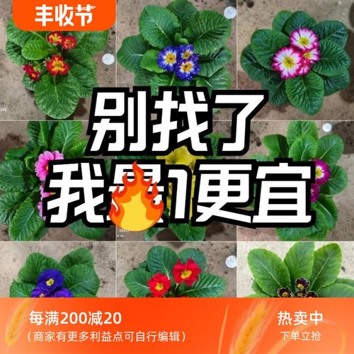 进口玫瑰报春花重瓣花苗带花苞四季开花盆栽冬季室外喜阳耐寒花