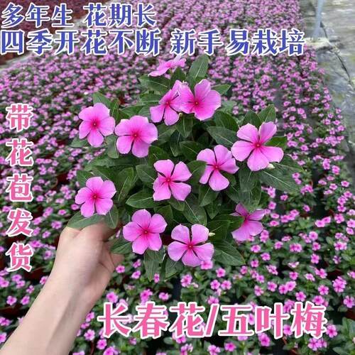 木本长春花盆栽花苗四季梅金达莱四季开花多年生阳台庭院天天开