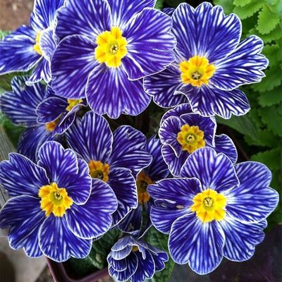 报春花盆栽欧洲花卉重瓣冬季耐