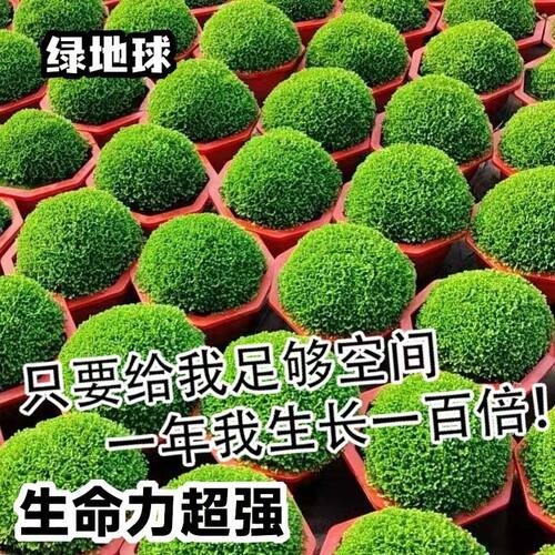 情人草幸福草翠云绿地球盆栽好养