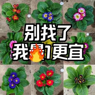 进口玫瑰报春花重瓣花苗带花苞盆栽冬季 室外喜阳耐寒花