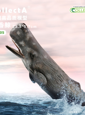 顺丰包邮【88835抹香鲸】CollectA官方授权正版动物模型早教玩具