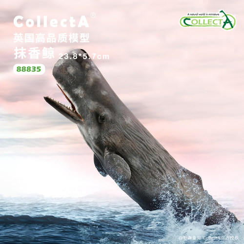 CollectA抹香鲸动物模型玩具