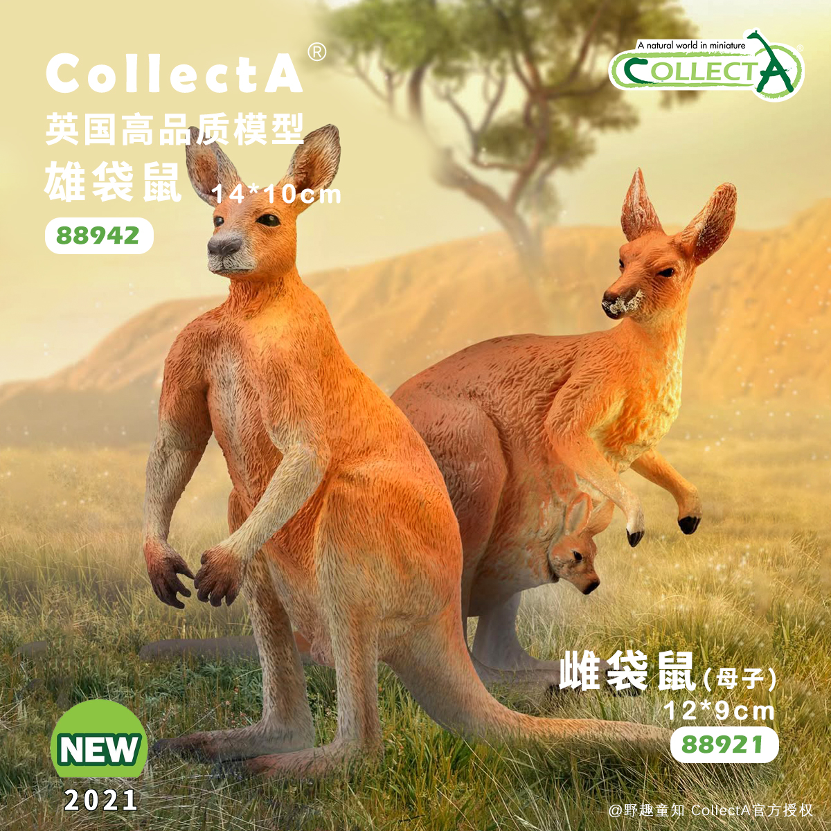 CollectA袋鼠动物模型玩具
