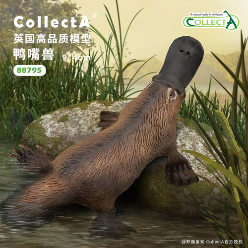CollectA鸭嘴兽动物模型玩具