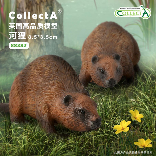 CollectA河狸动物模型玩具