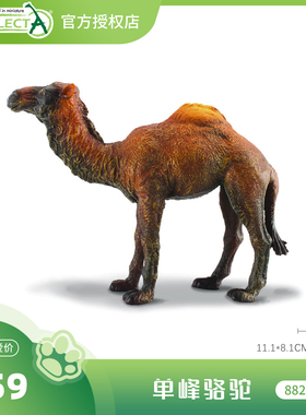 【88208单峰骆驼】CollectA官方授权正版动物模型早教玩具