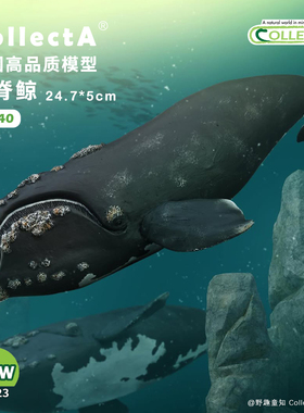 【88740露脊鲸】CollectA官方授权正版动物模型早教玩具