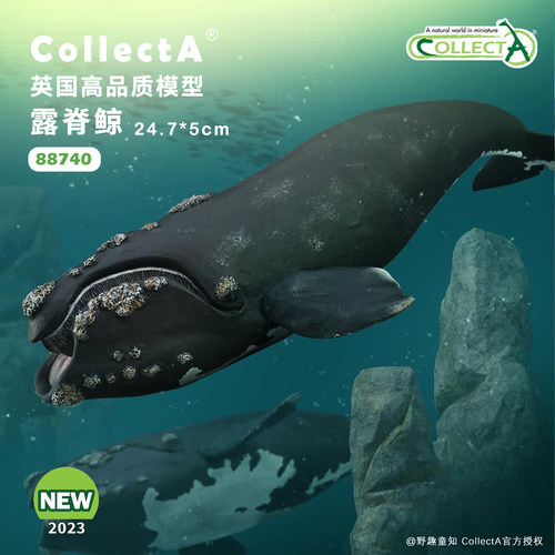 CollectA露脊鲸动物模型玩具
