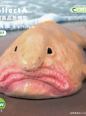 顺丰包邮【80037水滴鱼】CollectA仿真动物模型玩具2025