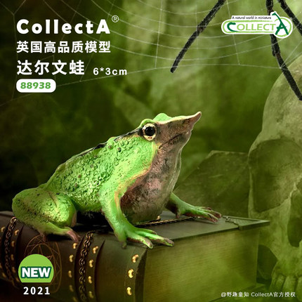 【88938达尔文蛙】英国CollectA官方授权正版动物模型早教玩具
