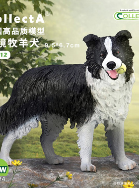 【80012边境牧羊犬】CollectA官方授权正版动物模型早教玩具边牧