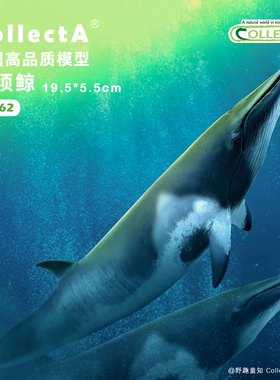 【88862小须鲸】CollectA官方授权正版动物模型早教玩具