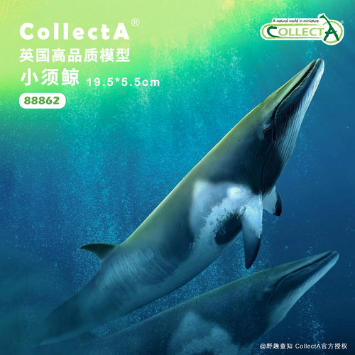 CollectA小须鲸动物模型玩具