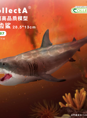【88887 巨齿鲨】CollectA仿真动物模型玩具古兽公仔科普收藏海爬