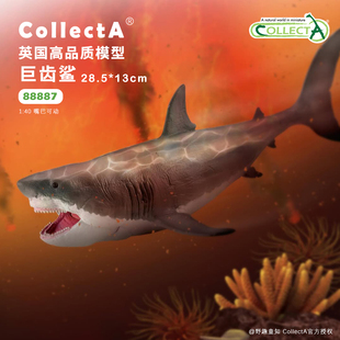 【88887 巨齿鲨】CollectA仿真动物模型玩具古兽公仔科普收藏海爬