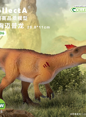 【80036颸戮龙/宽胸迈普龙】2025CollectA仿真动物模型玩具