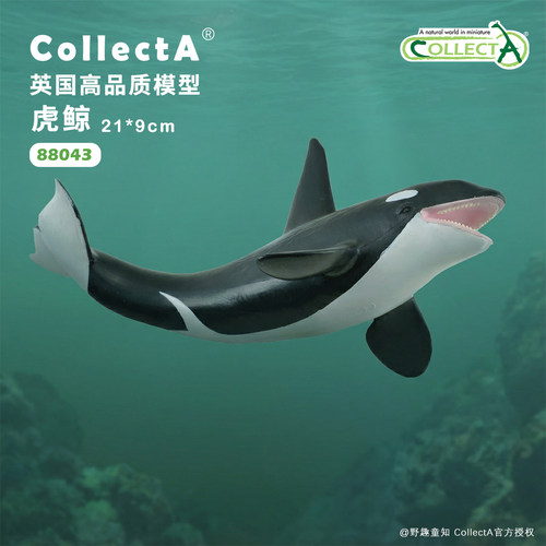 顺丰包邮【88043虎鲸】CollectA官方授权正版动物模型早教玩具