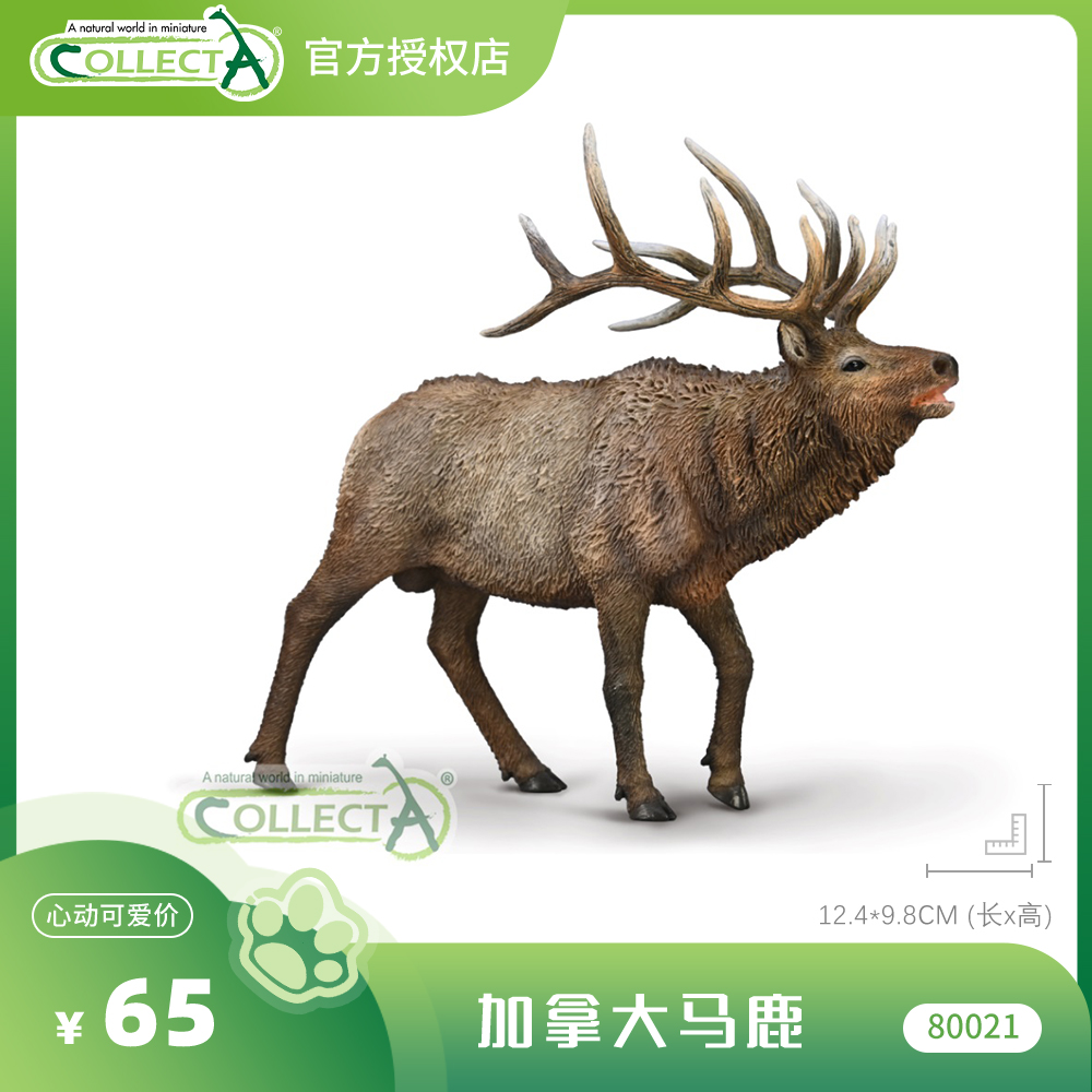 【80021加拿大马鹿】CollectA官方授权正版动物模型早教玩具