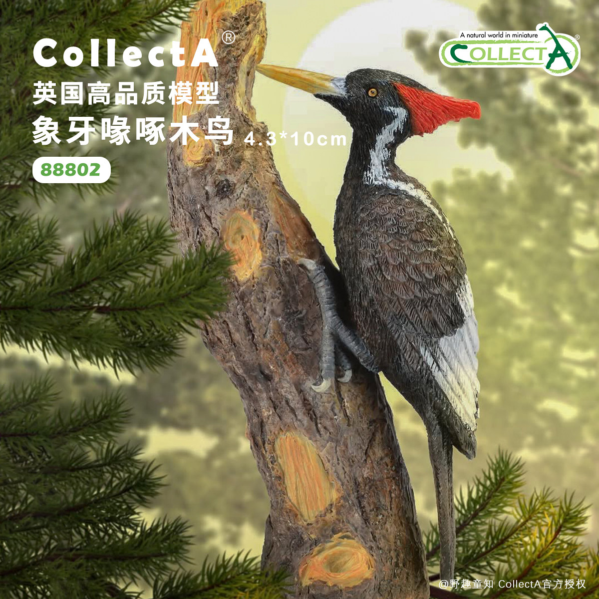 【88802象牙喙啄木鸟】CollectA官方授权正版动物模型早教玩具