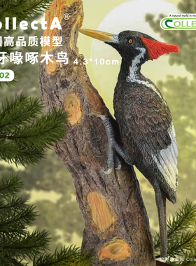 【88802象牙喙啄木鸟】CollectA官方授权正版动物模型早教玩具
