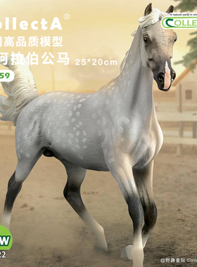 【88959半阿拉伯公马 - 斑点灰色】CollectA官方授权正版动物模型