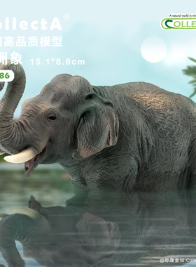 顺丰包邮【亚洲象/小亚洲象】CollectA官方授权正版动物模型玩具