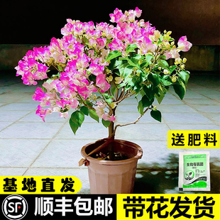 三角梅带花盆栽绿樱爬藤老桩红缨大苗四季P开花卡亚塔阳台植物